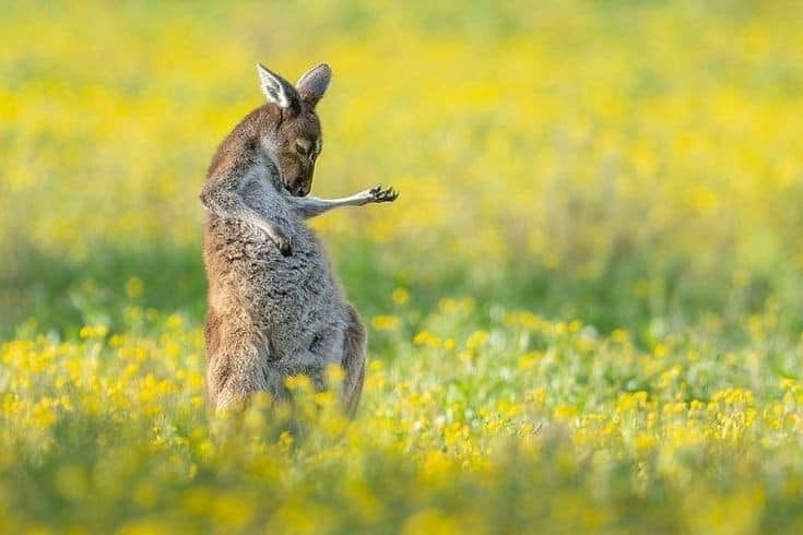 Kangaroo Air Guitar